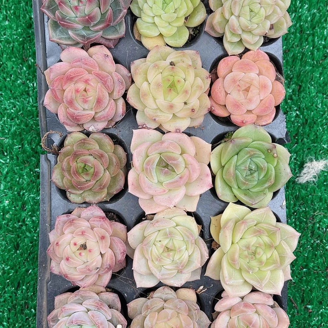 多肉一物一拍27-157