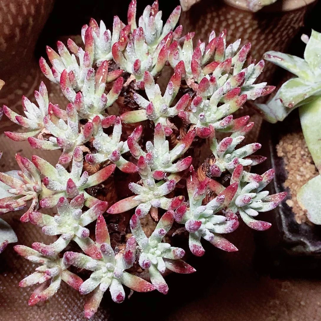 【闪购商品】哈哈哈哈白鹭1557多肉