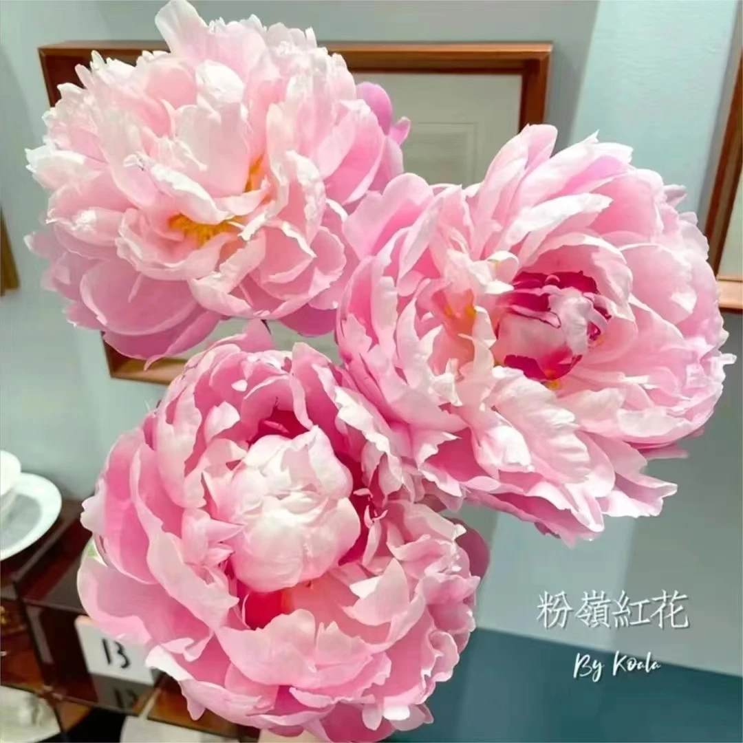 【粉岭红花】山东菏泽观赏重瓣大花芍药种苗 盆栽地栽 裸根秋季发苗