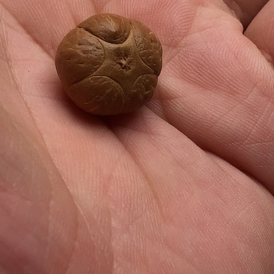 麒麟眼菩提吊坠中*龍1.9单粒