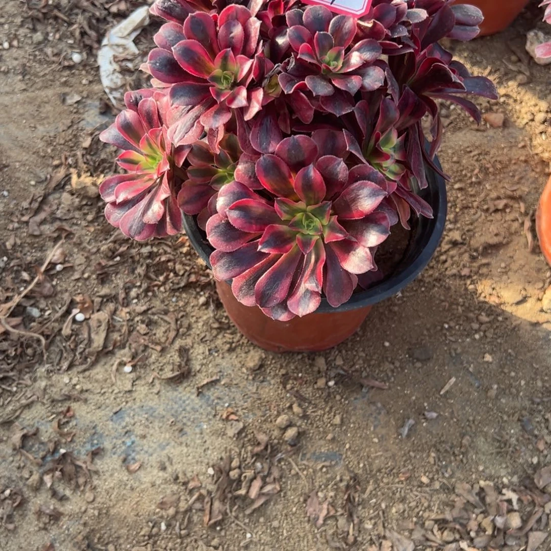 219美杜莎多肉植物法师