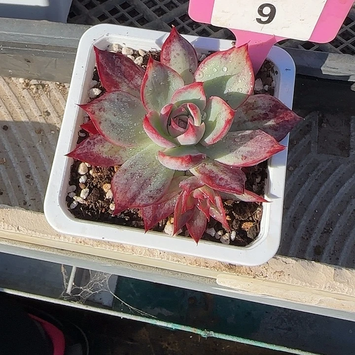 9 惊鸿仙子多肉植物