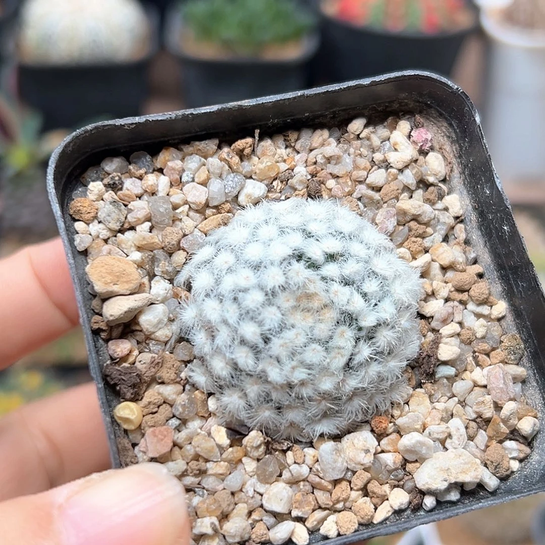 无花朵降落伞白星自根带盆发货