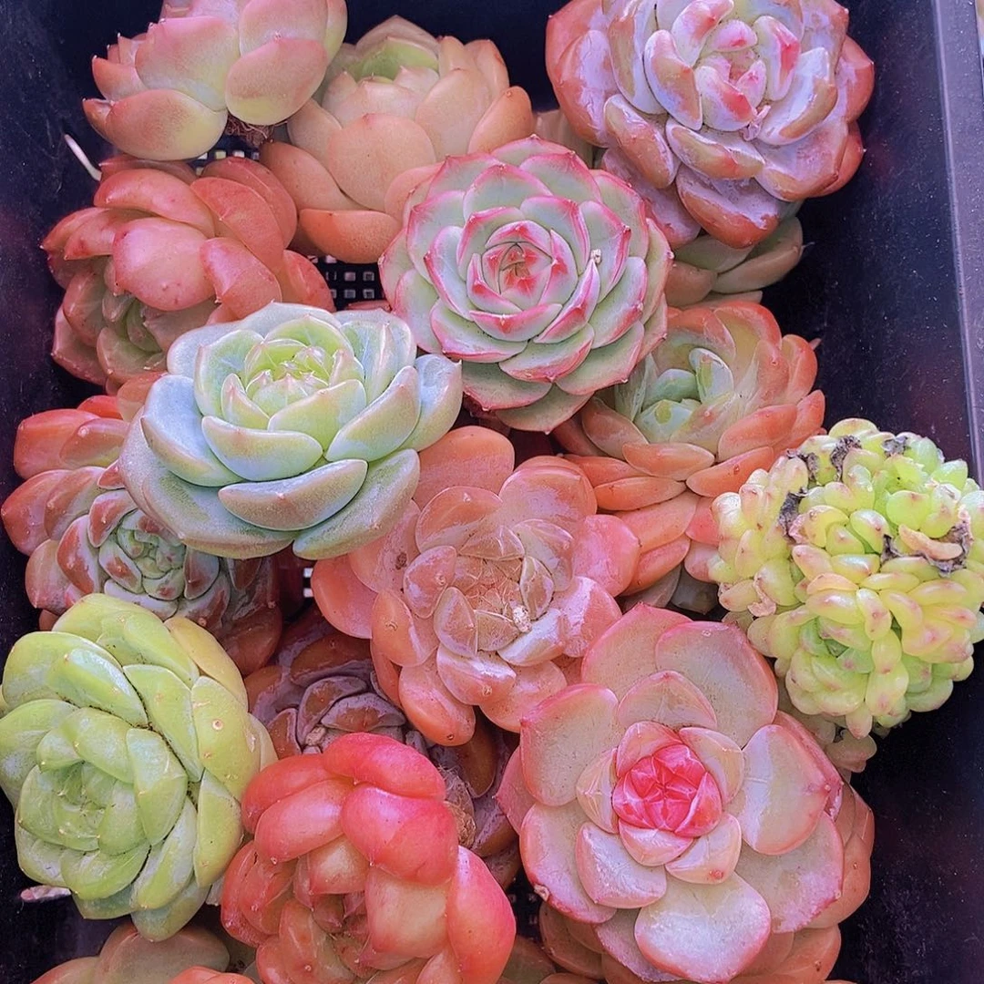 000002量拍保底20颗