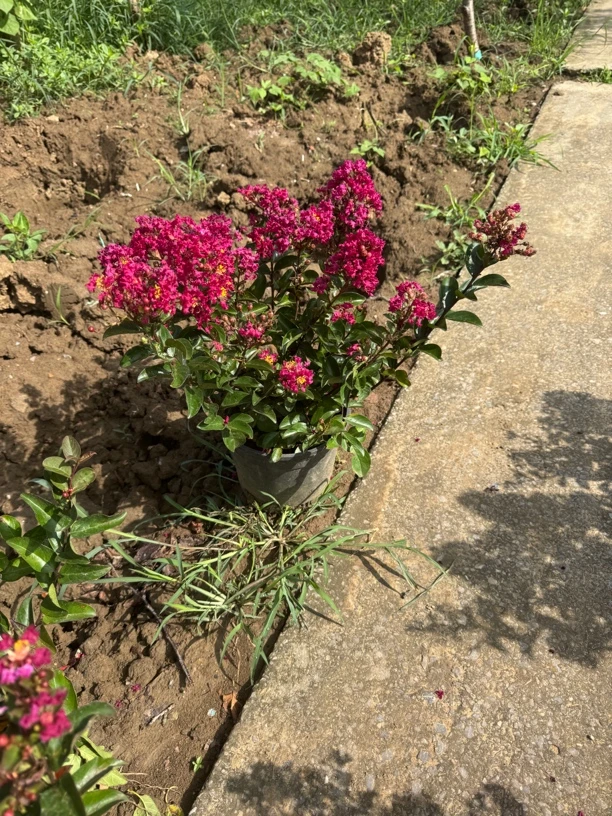 耐寒耐高温紫薇花盆栽带原土适合室内外种植的花卉植物