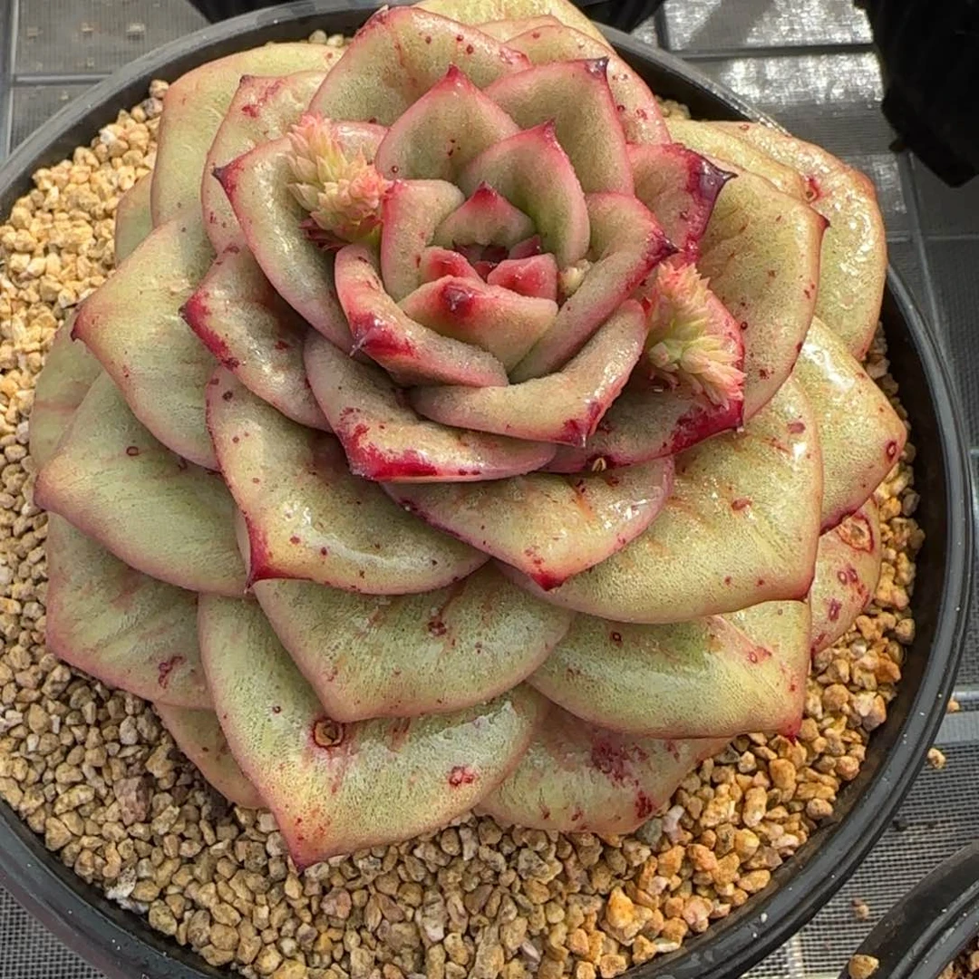 从前慢花园精选蔷薇