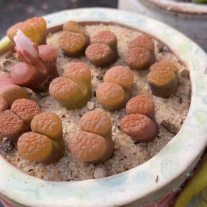 超级蛋糕风铃一颗