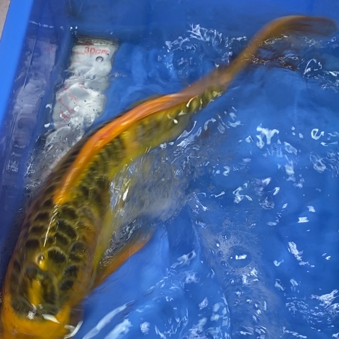 锦鲤冷水锦鲤包邮