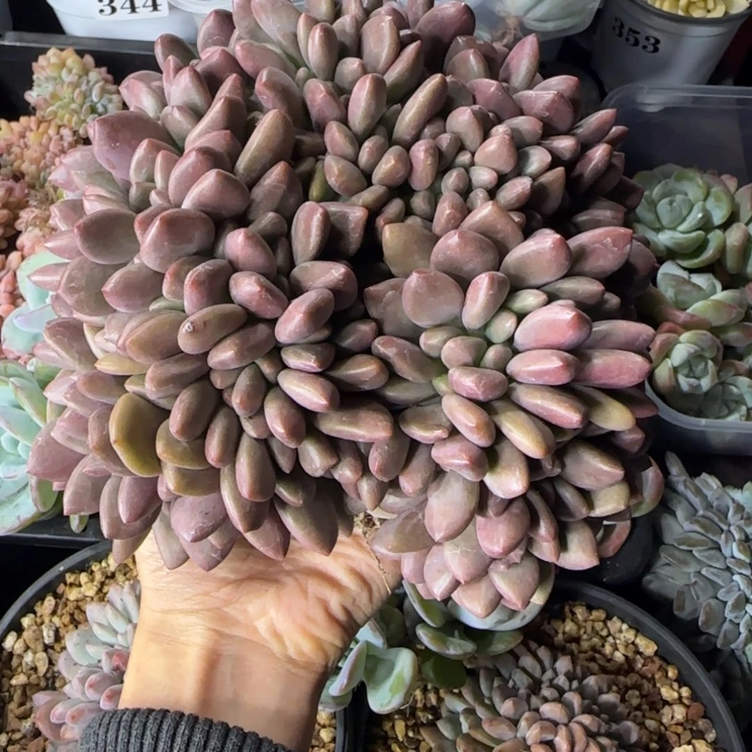 G***霞桃花源缀化一物一拍专