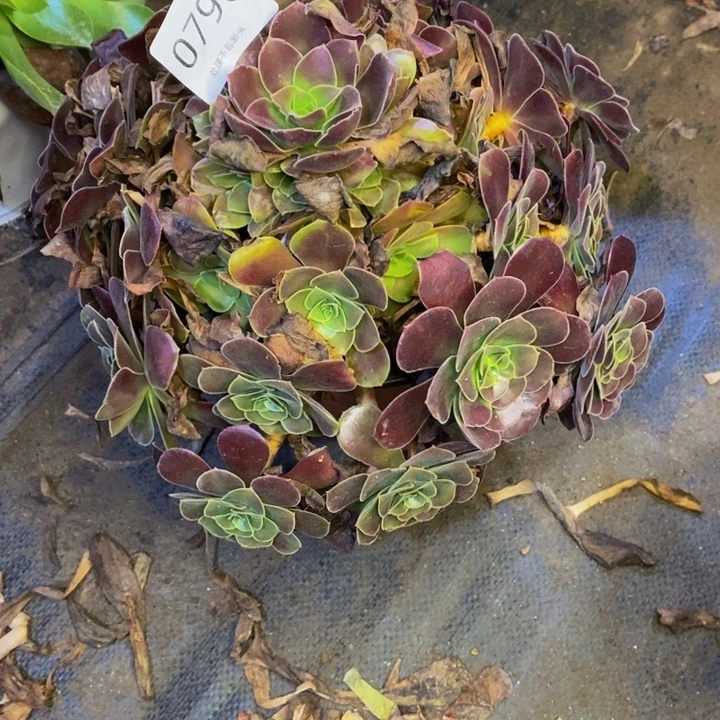 梅花博迪多肉断头不包0795