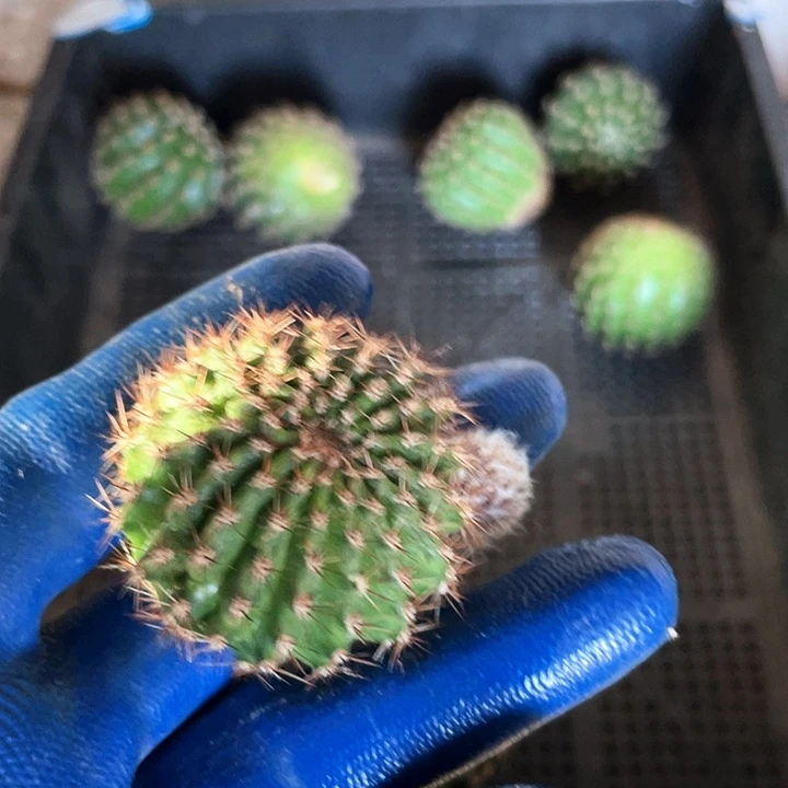 ?****∞初见侧芽歪4公分左右