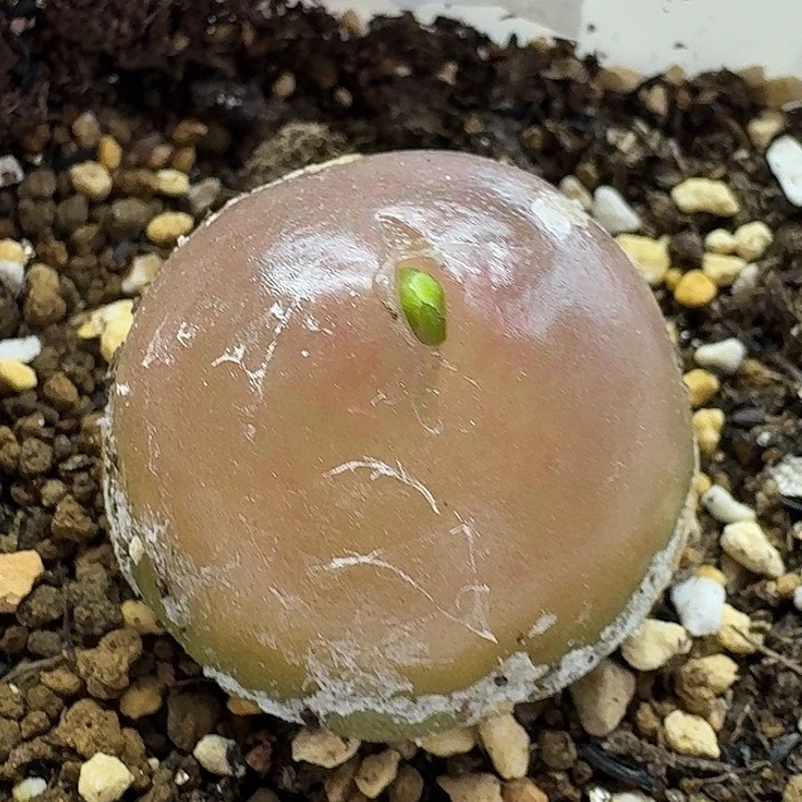 老马生石花3.3灯泡2367
