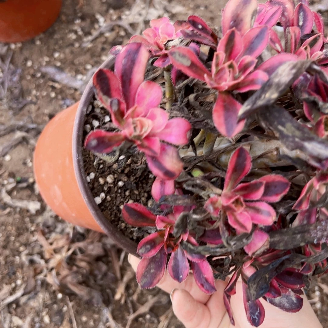1873多肉植物法师法师