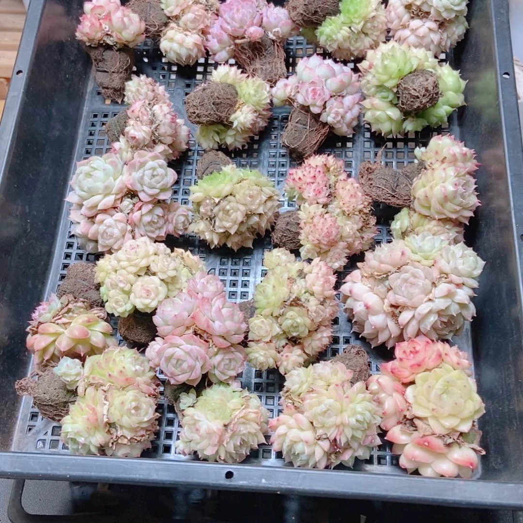 昵****)无土麦秆。。。。。。。。。。。。。。。。。。。