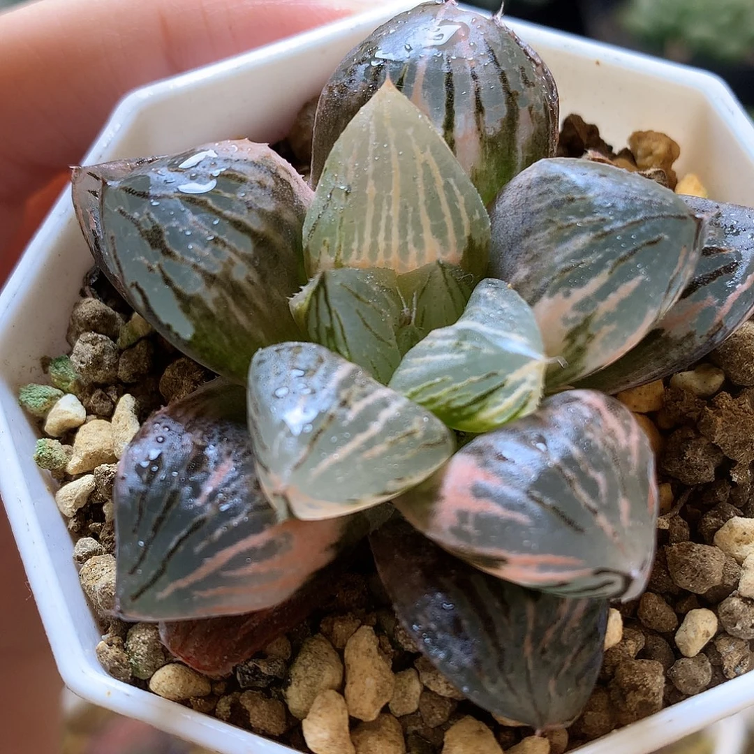 玉潭寿锦带盆土发货
