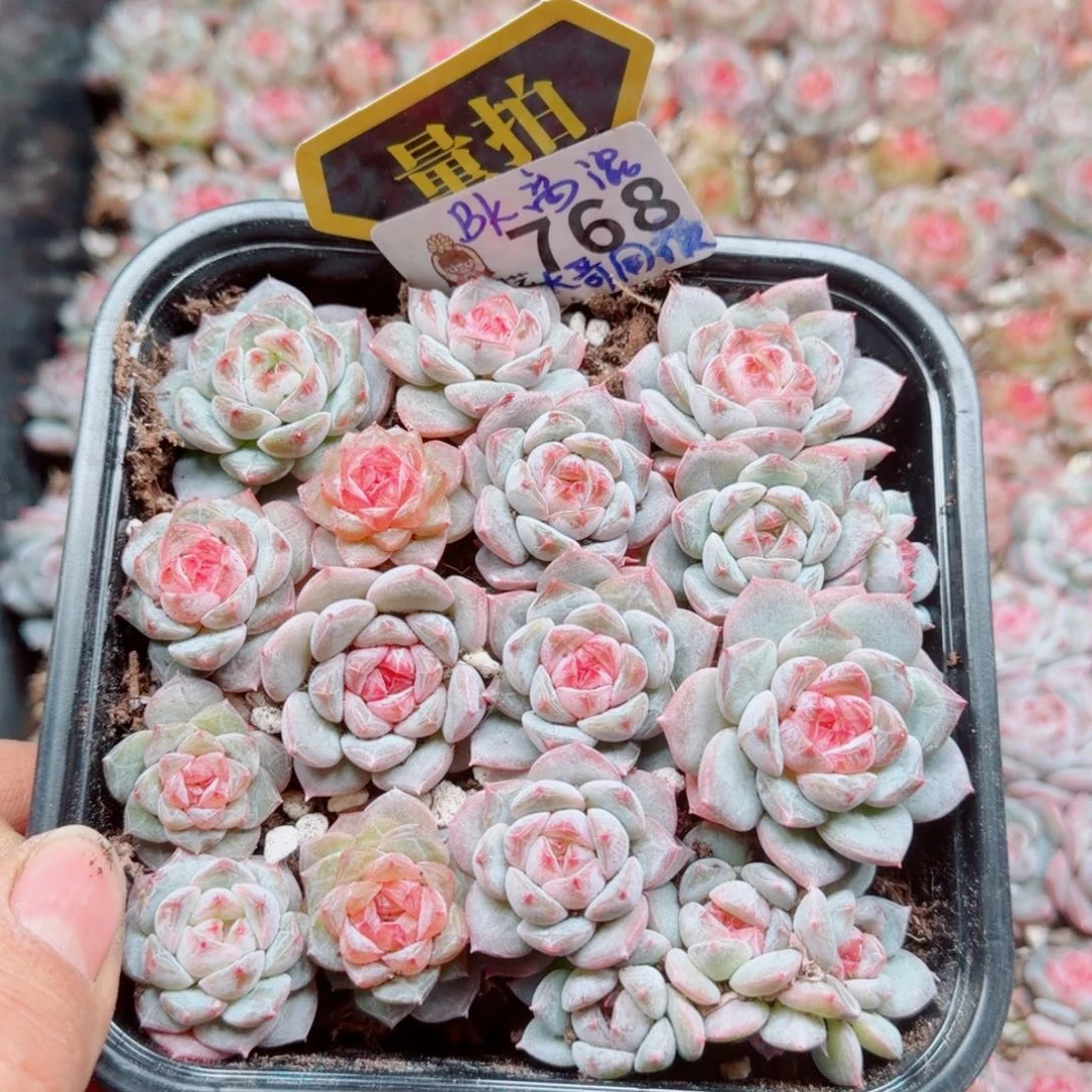 多肉植物多肉植物