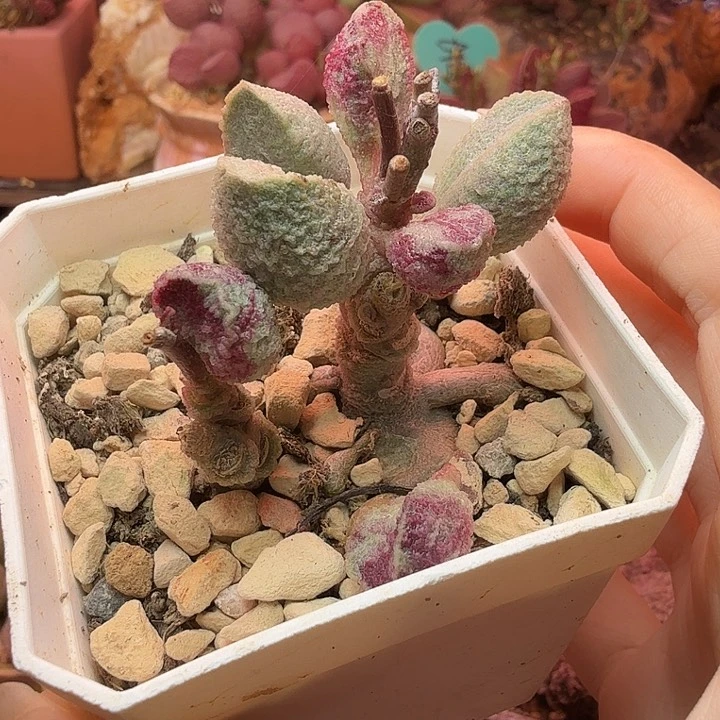 嘎***嘎         绿猪肝。