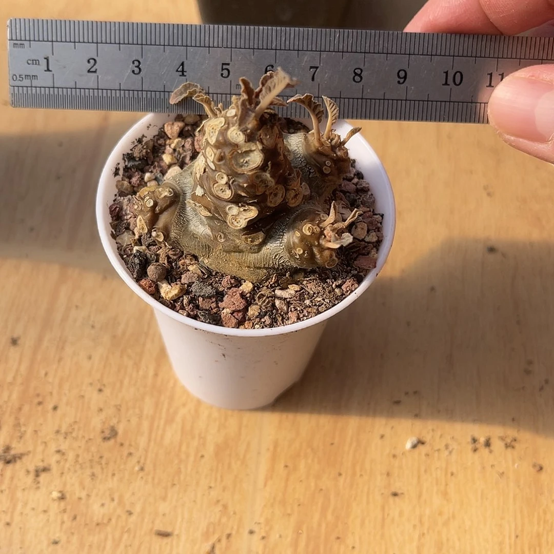 实生琉桑块根一物一拍