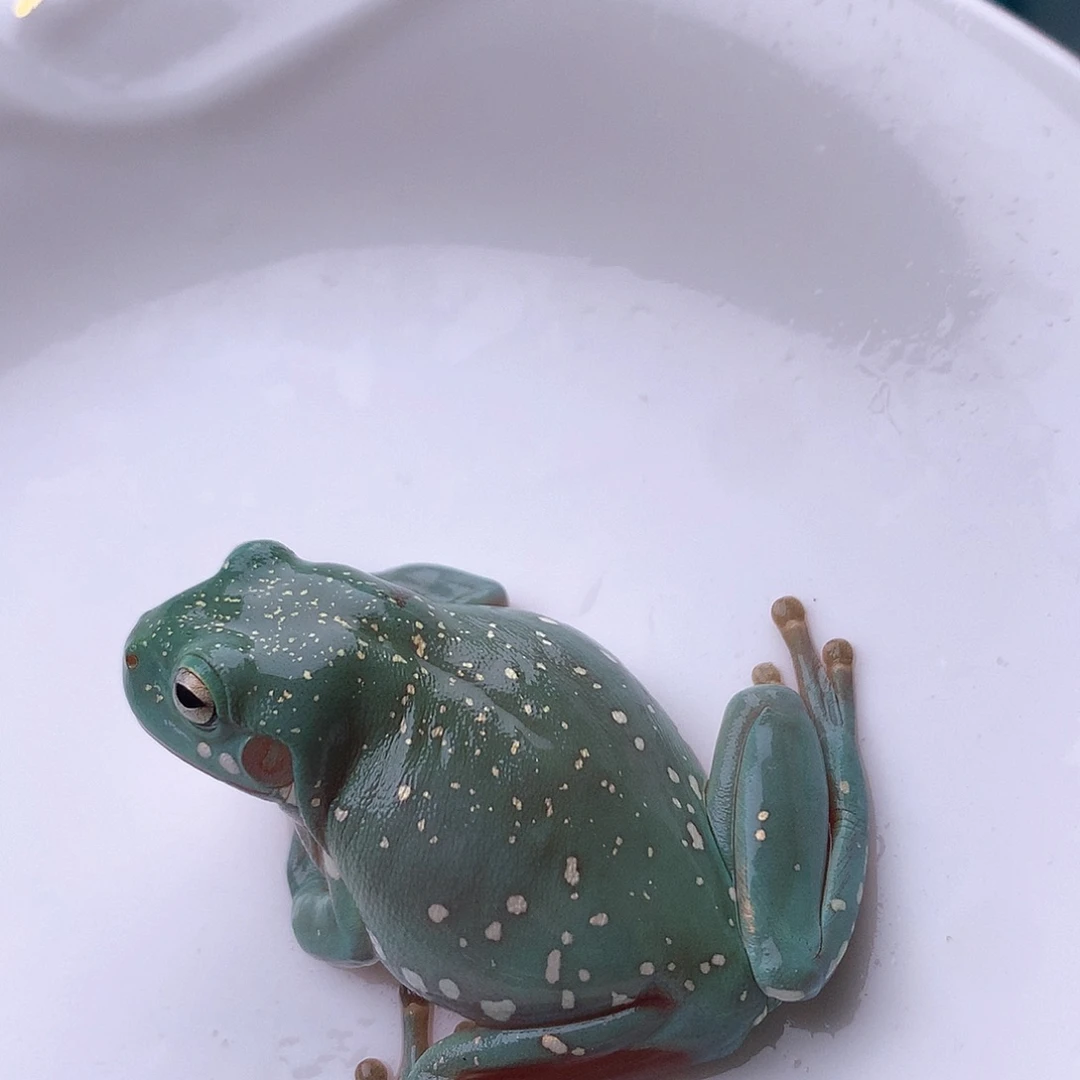 老爷树蛙22号精品蒂芙尼金色暴雪，孤品！