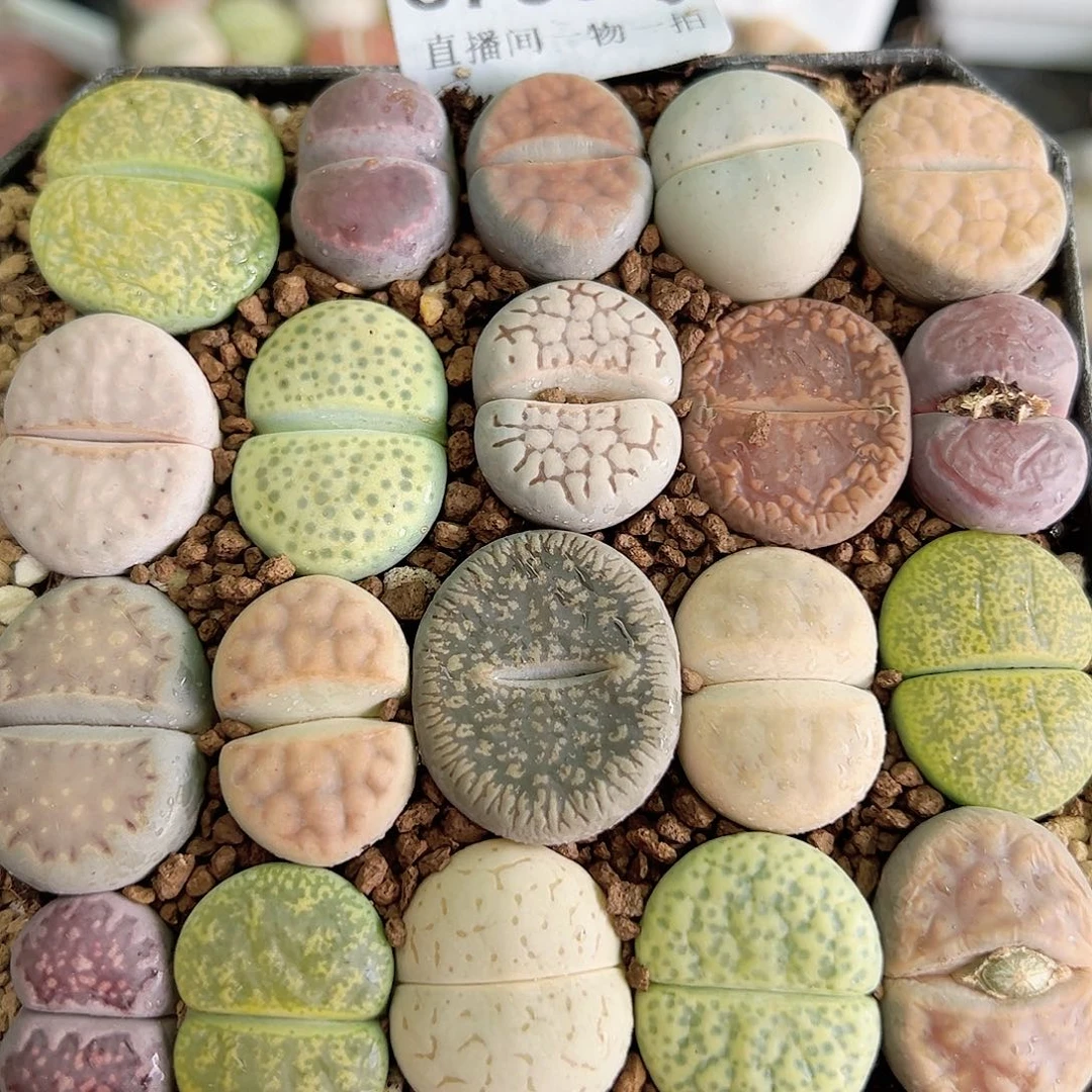 8785 好养易活生石花大母本10cm盆