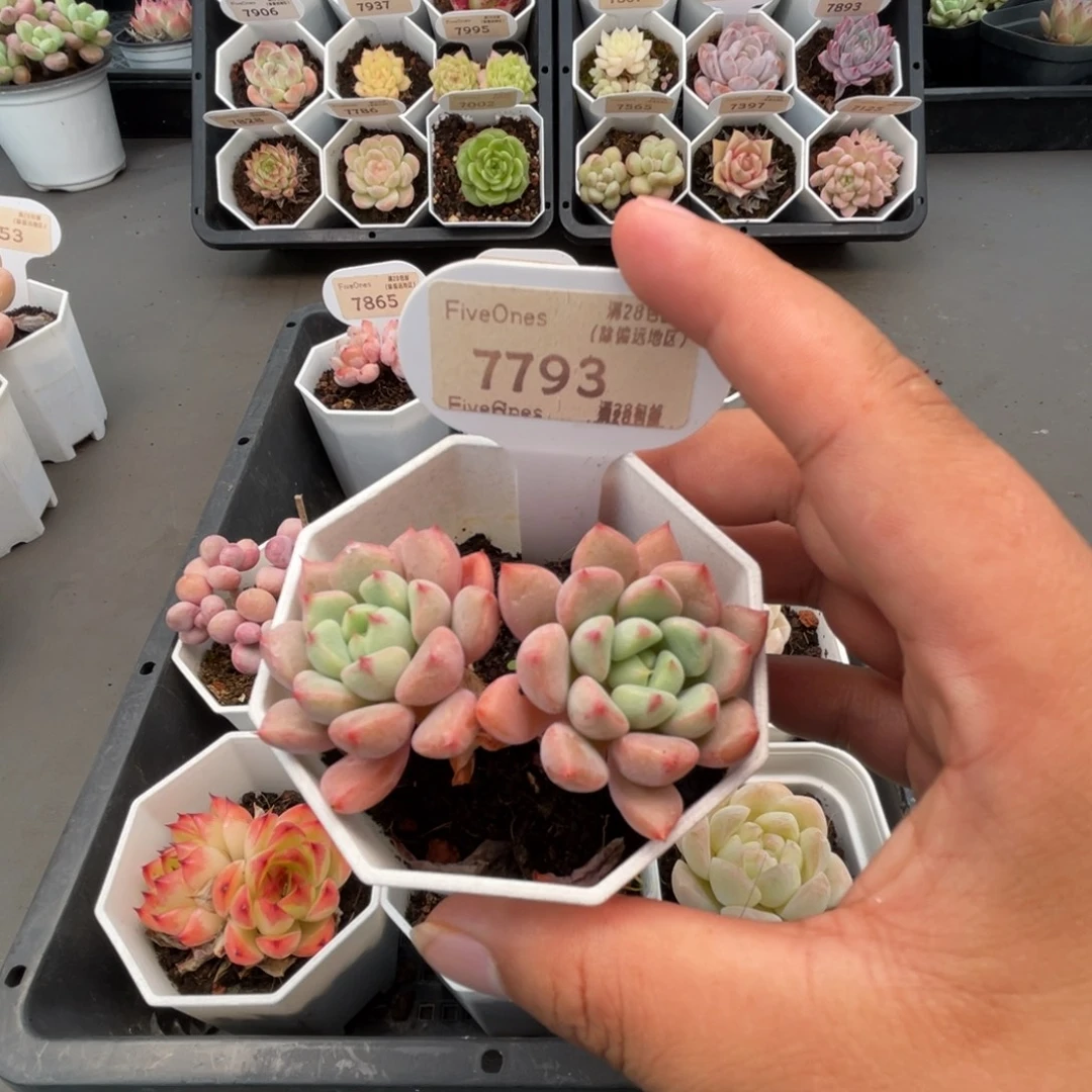 7793雪桃 5.0厘米