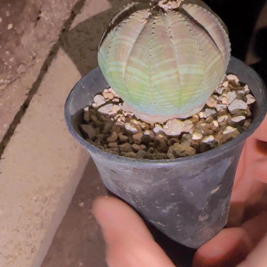 ?****财块根植物块根植物