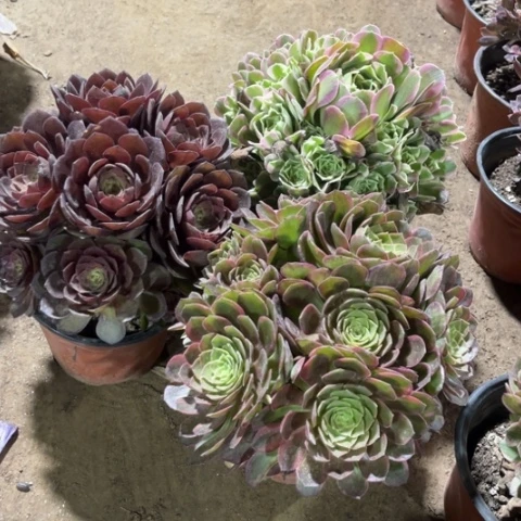 123多肉植物组合