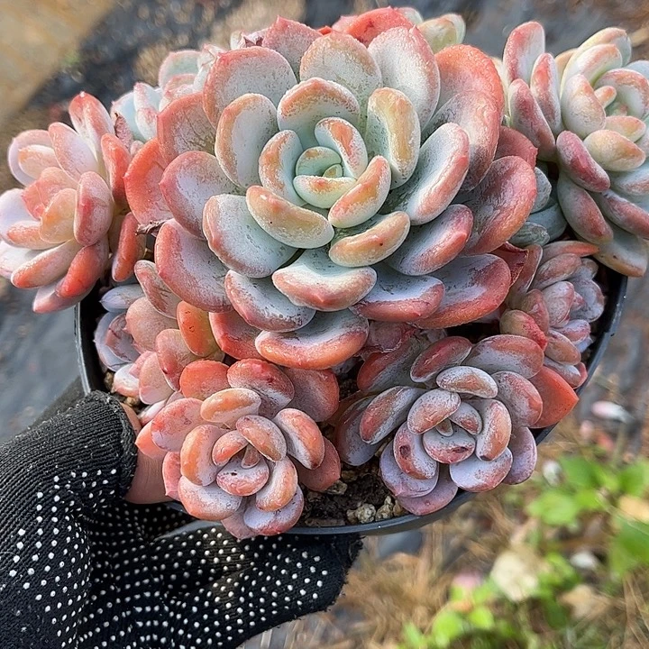 多肉植物一物一拍