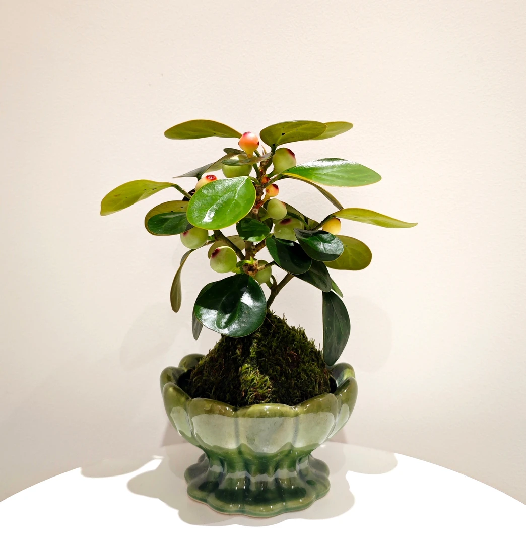 带果小盼菩提苔藓球水培高端桌面绿植盆景盆栽好养易活四季常绿