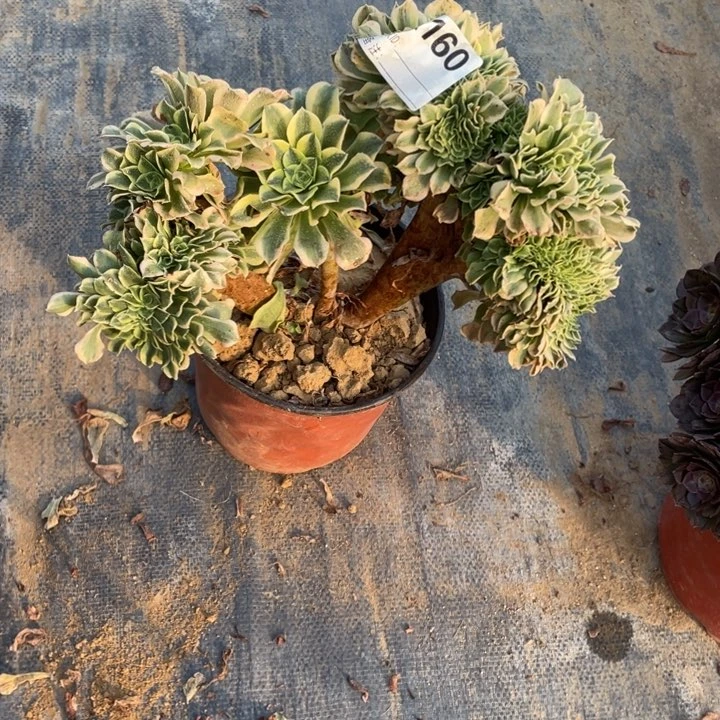 多肉绿豆沙缀化160