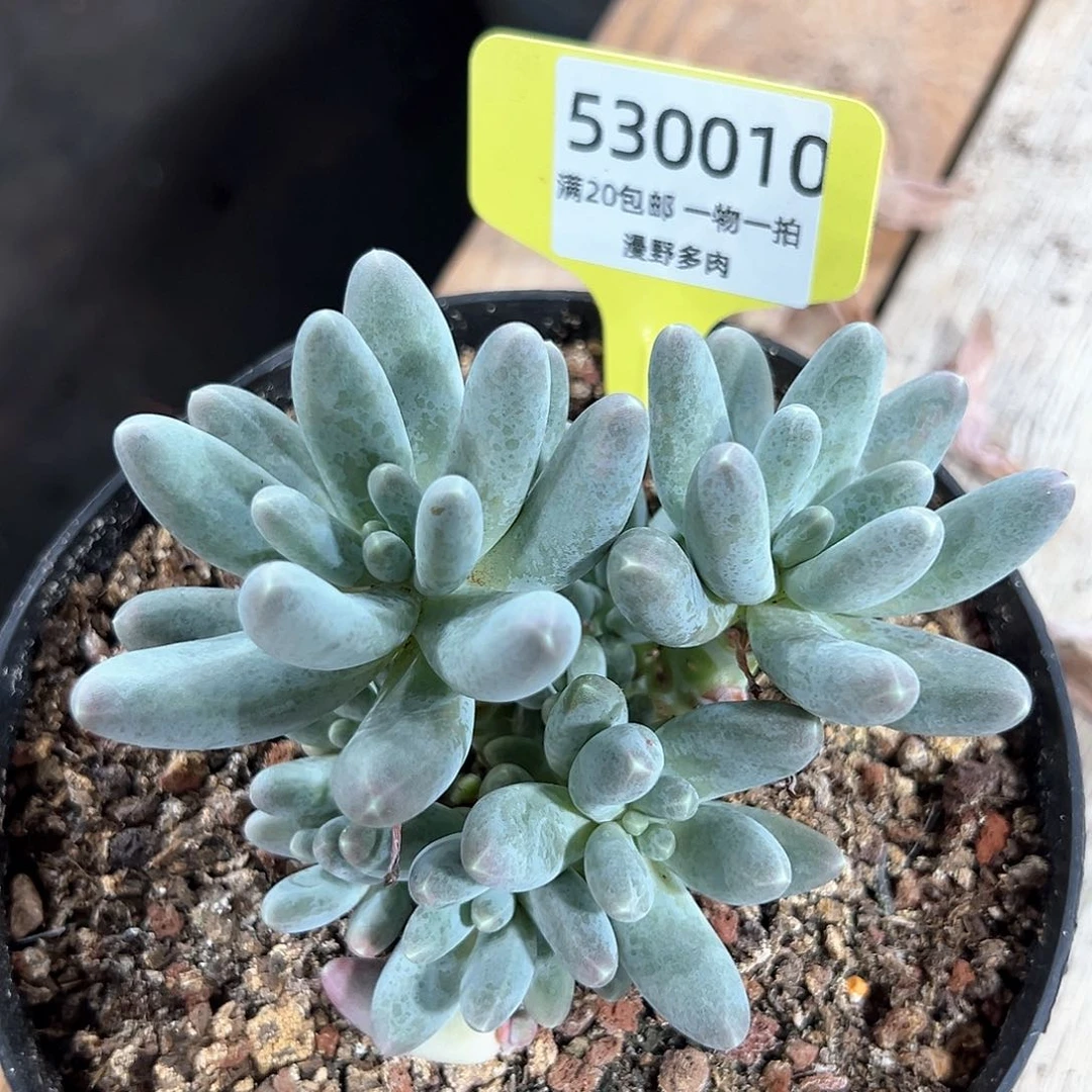 530010 乌拉拉奶美人系列