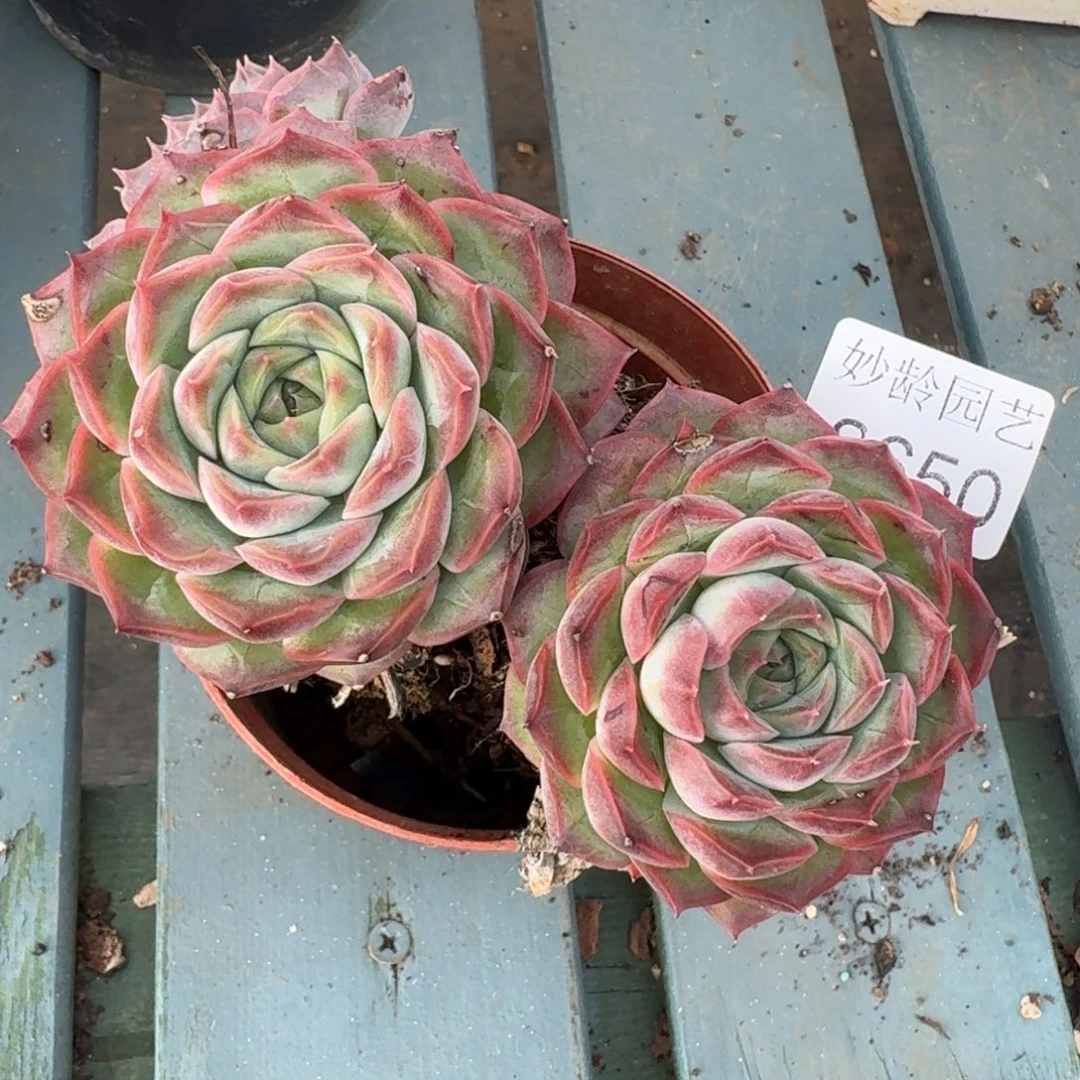 ****J8650杂交多肉植物基地