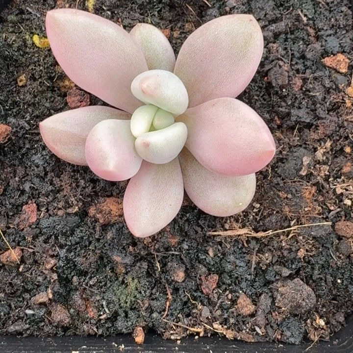 桃花源锦一物一拍