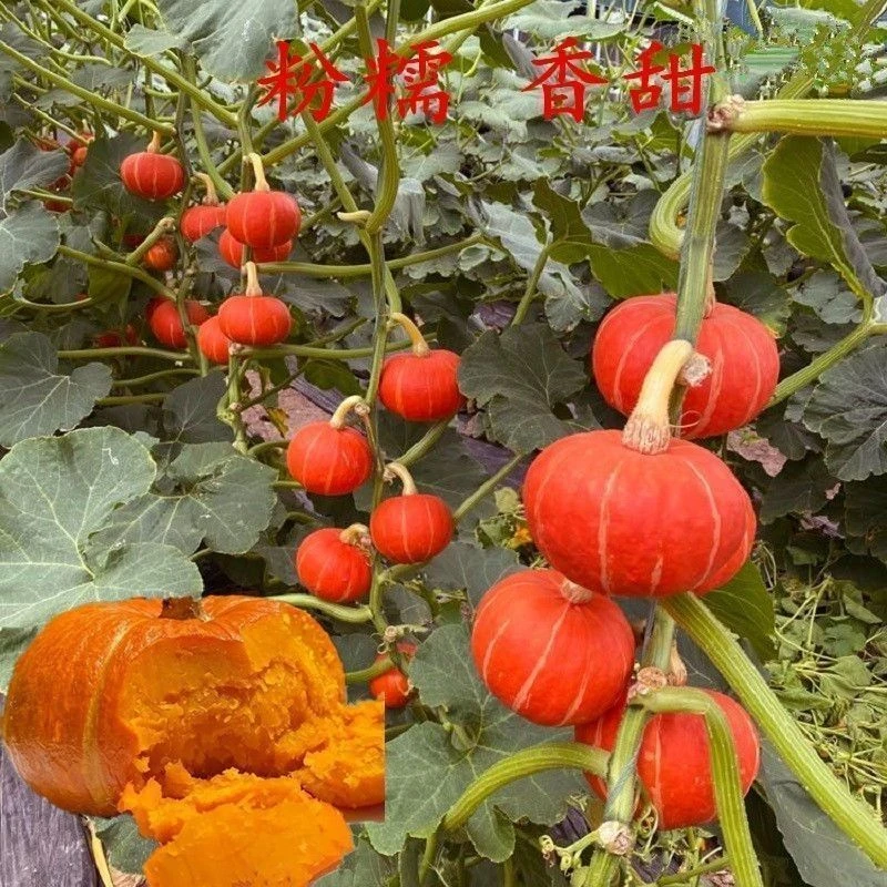 新品红皮贝贝南瓜红板栗南瓜小金瓜南瓜种子品种大全南瓜种