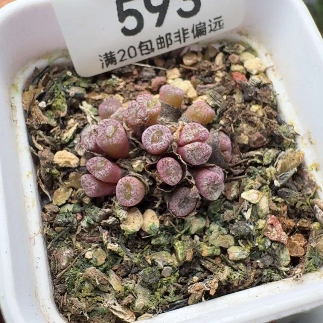 红珊瑚。