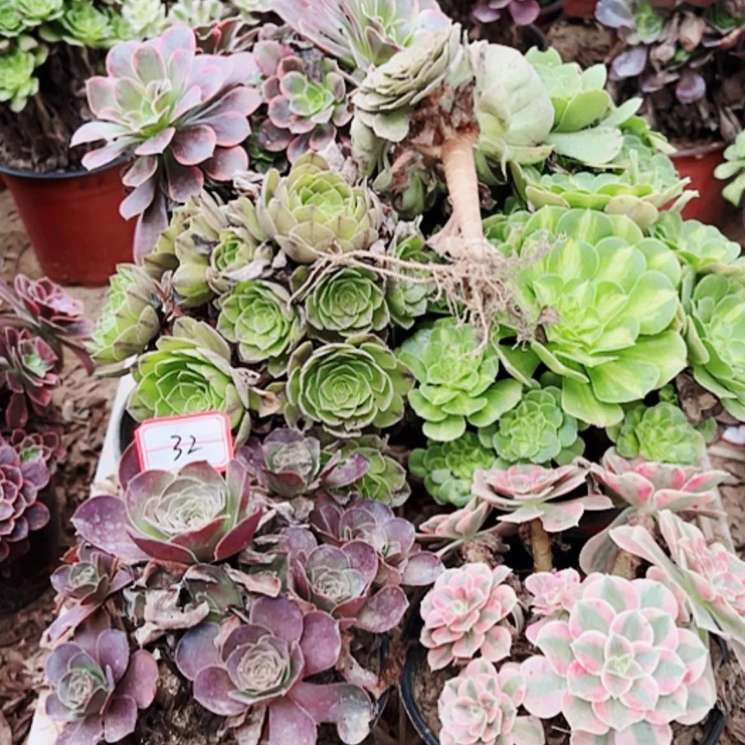 【闪购商品】无花朵小***活32号套餐6颗多肉植物