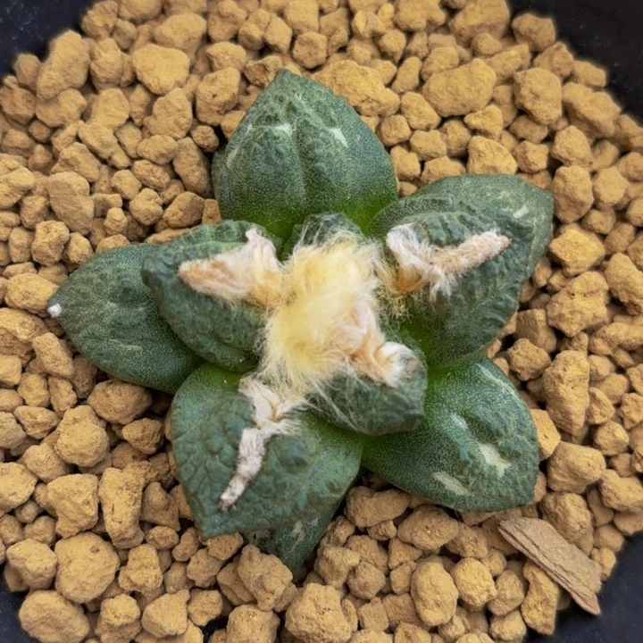 m实生丸叶连山牡丹