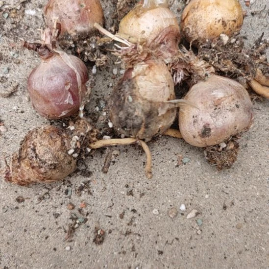 龙骨弹簧草！！！老家输入