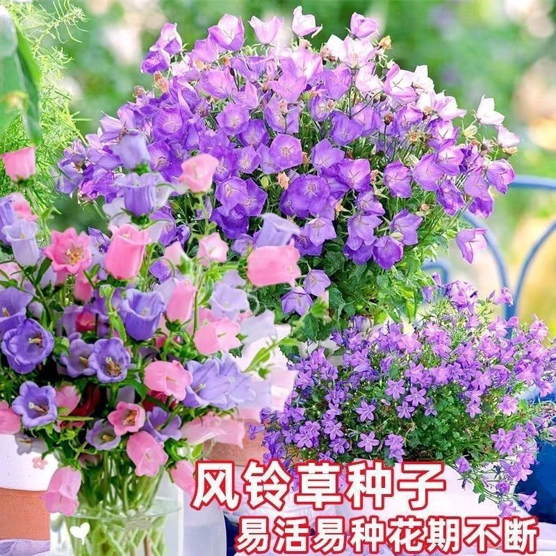 （装）风铃草种子风铃花大花杯状悬铃铛花种籽庭院室内外阳台盆