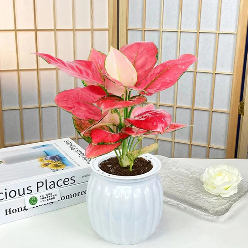 吉利红土培如意皇后绿植办公室内客厅桌面花卉植物吸甲醛盆栽好养