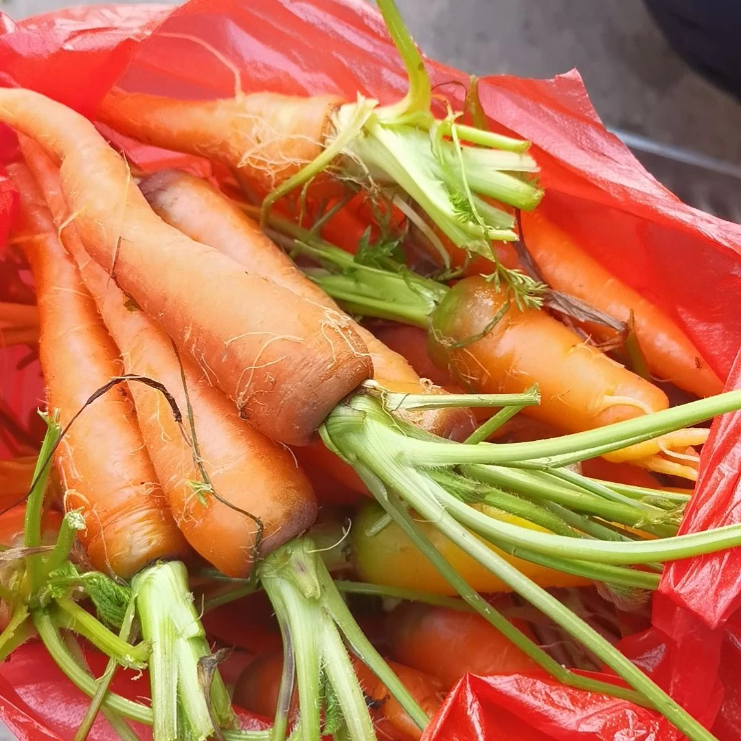 中国大陆胡萝卜五斤