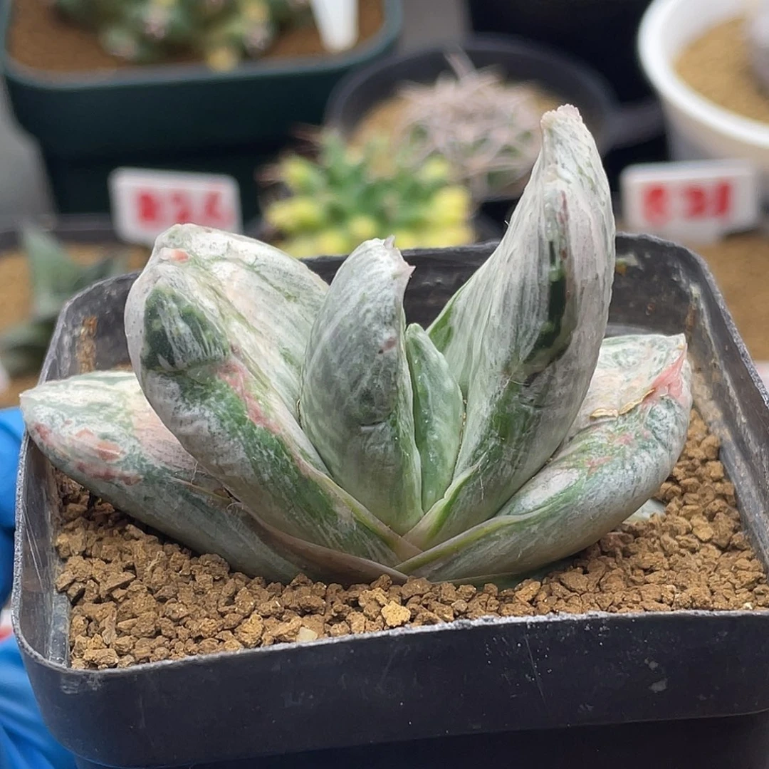 实生短叶白锦卧牛仙人球