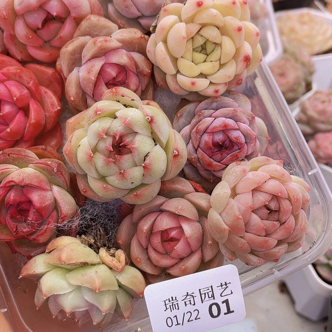 000000000000001量拍