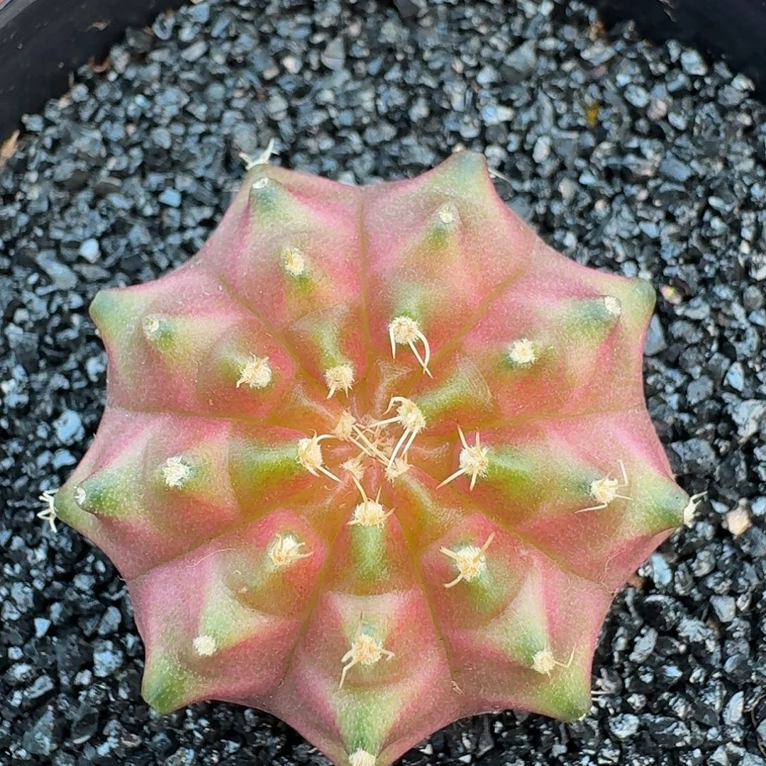 米哈实生自然锦27