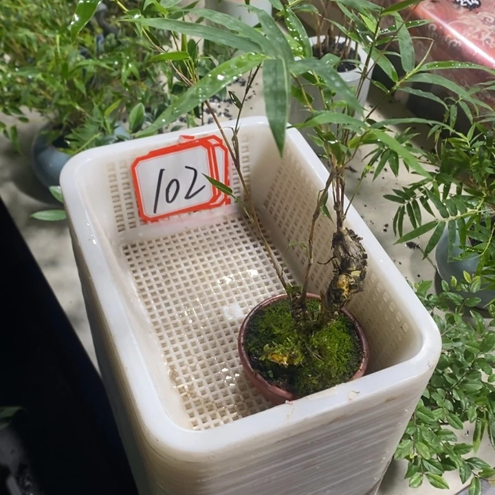 一****呀退款拉黑一物一拍102