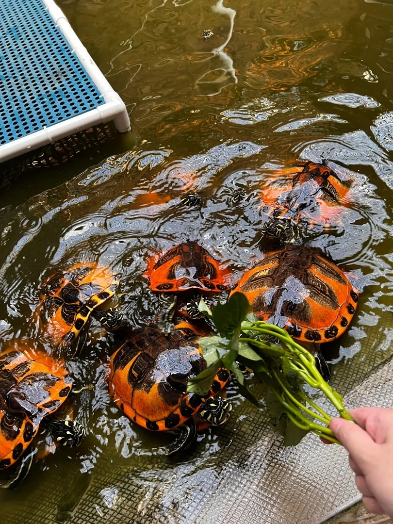 精选火焰龟宠物龟巴西龟直播链接