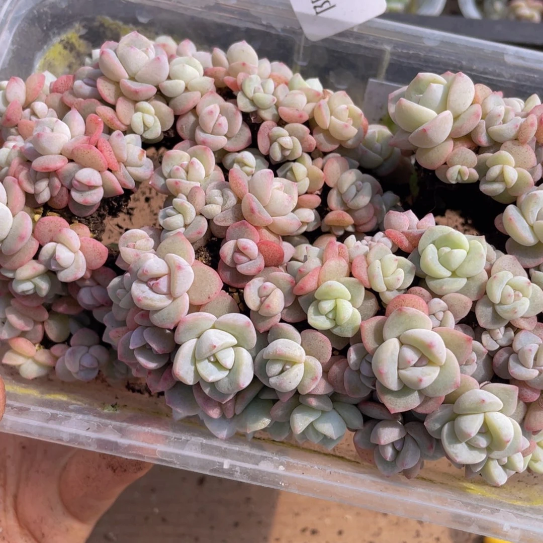 爱****?多肉植物多肉植物77