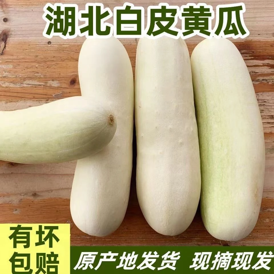 湖北本地新鲜黄瓜白黄瓜3斤/5斤装现摘现发包邮