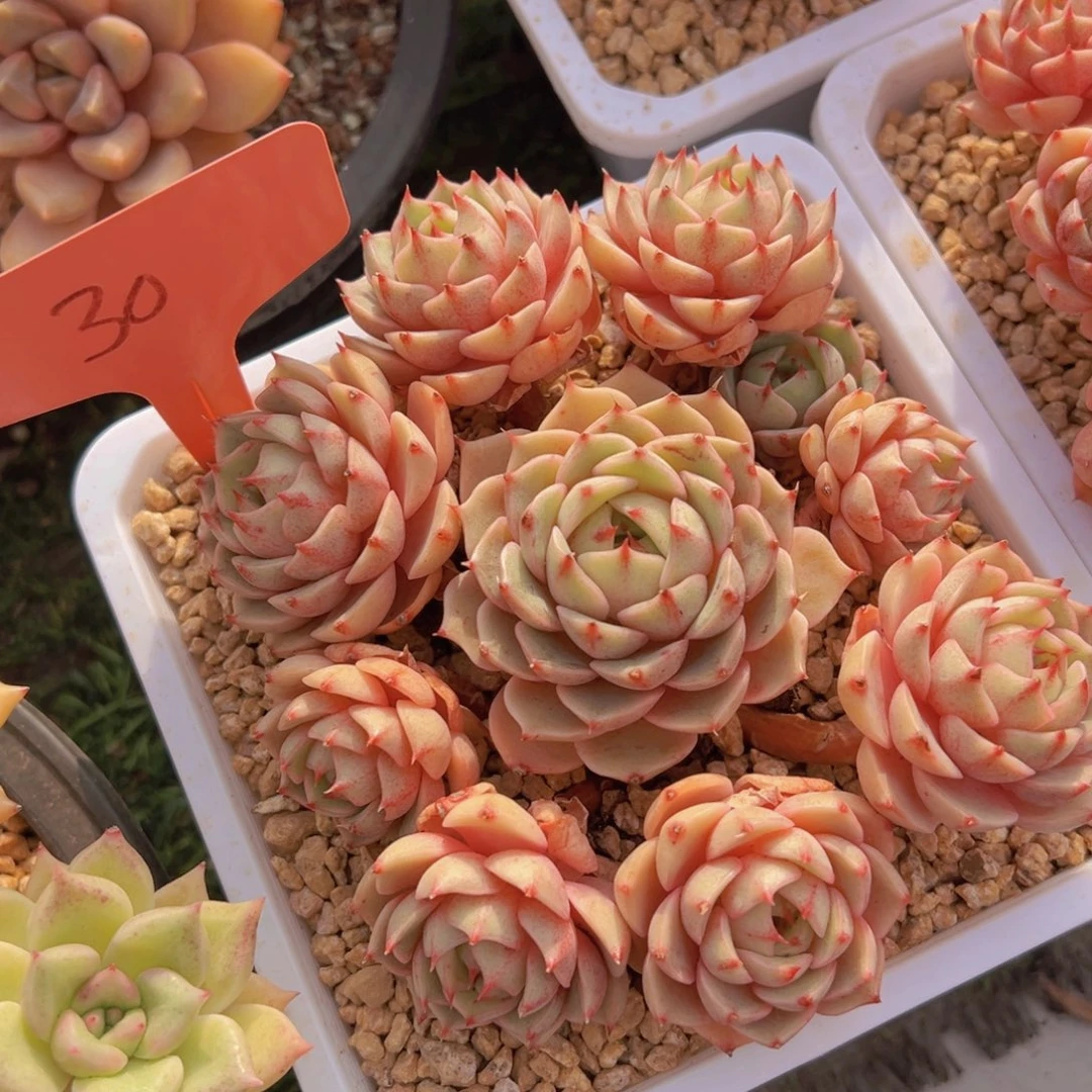 荣****蹈香玉的故事是一个人的故事