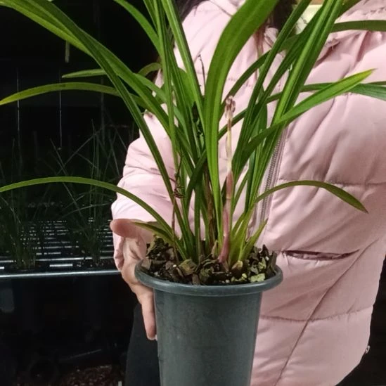 完全开放建兰红月，1花剑